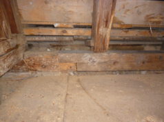 Nebezpečný protivník jménem tesařík: Jaké škody může napáchat i na vašem obydlí?