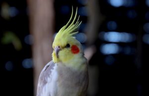 Voliéra v zimě: vytápění, osvětlení a větrání, aby ptáci zůstali zdraví